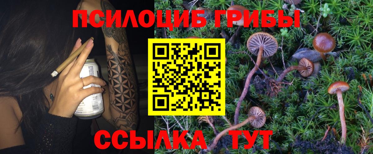 Галлюциногенные грибы Psilocybine cubensis  Вход с VPN  Сегежа 